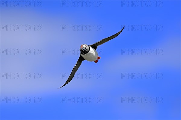 Puffin (Fratercula arctica), adult, flying, with sand eels, with food, Faroe Islands, England,