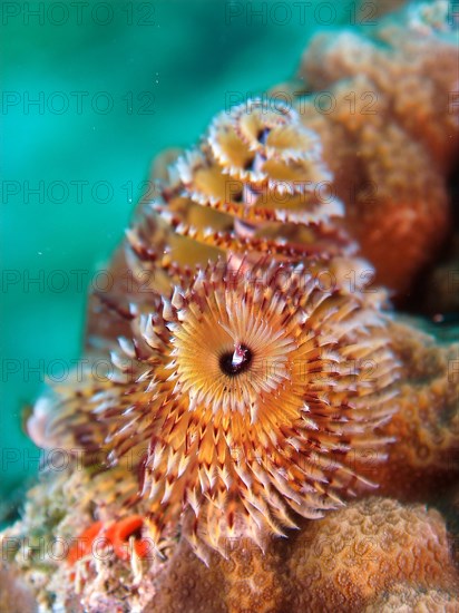 Christmas tree worm (Spirobranchus giganteus), dive site John Pennekamp Coral Reef State Park, Key