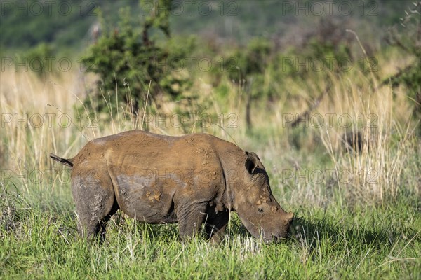 White rhinoceros (Ceratotherium simum) juvenile approx. 1 year old, Madikwe Game Reserve, North