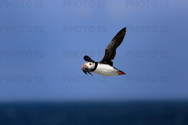 Puffin (Fratercula arctica), adult, flying, with sand eels, with food, Faroe Islands, England,