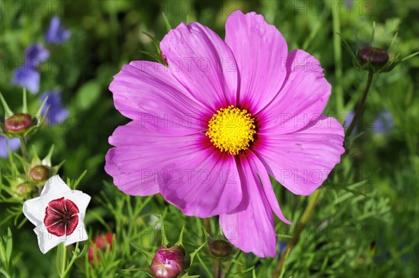 Colourful cosmeas (Cosmea bipinnata), cosmea, in a garden with a striking pink and white flower