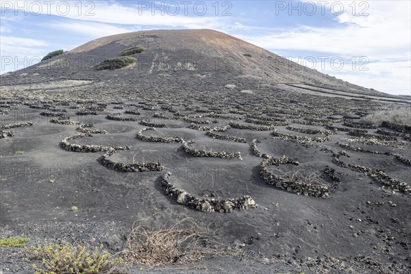 Lava landscape overgrown with lichens and succulents, in the background vineyards protected by dry
