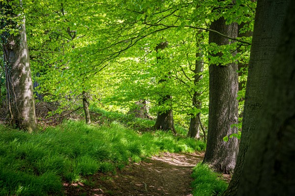 A peaceful forest path surrounded by green trees and fresh undergrowth, Wuelfrath, Mettmann,
