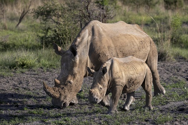 White rhinoceros (Ceratotherium simum) cow with baby, Madikwe Game Reserve, North West Province,