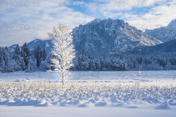 Schwansee in winter, behind it Neuschwanstein Castle and the Tegelberg, 1720m, near Hohenschwangau,