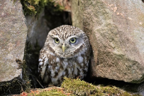 Little owl (Athene noctua), (Tyto alba), adult, at breeding den, alert, portrait, Lowick,