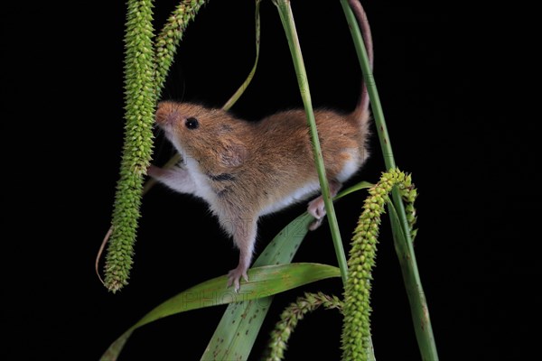 Eurasian harvest mouse (Micromys minutus), adult, on plant stalks, ears of corn, foraging, at