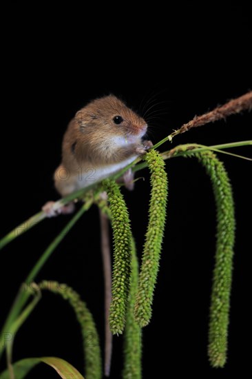 Eurasian harvest mouse (Micromys minutus), adult, on plant stalks, ears of corn, foraging, at