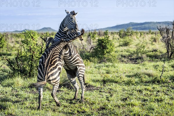 Plains zebra (Equus quagga) 2 stallions fighting, Madikwe Game Reserve, North West Province, South