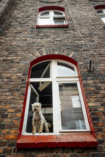 Cute hairy dog sticking out of the window in brick tenant house in Nikiszowiec, Katowice, southern
