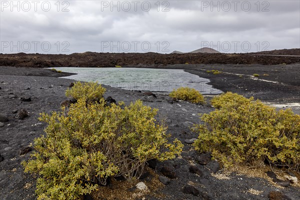 Water basin at Playa de Montana Bermeja, vore Desfontaines yoke leaf (Zygophyllum fontanesii),