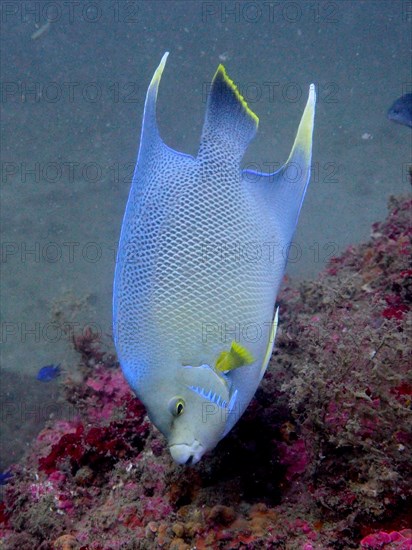 Bermuda angelfish (Holacanthus bermudensis), angelfish, dive site Anna's Reef, Destin, Panhandle,