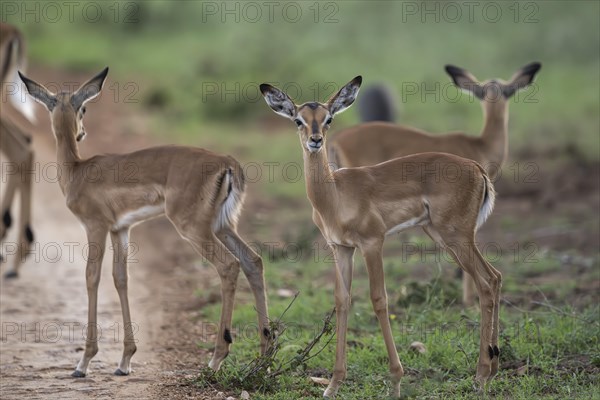 Black Heeler Antelope or Impala (Aepyceros melampus) herd with young, nursery, Madikwe Game
