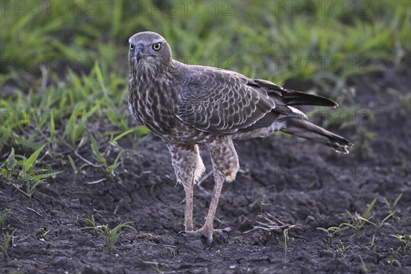 Silver Singing Goshawk, also known as pale chanting goshawk (Melierax canorus) juvenile, Madikwe