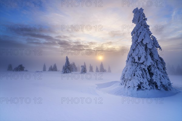 Winter on the Feldberg at sunrise, Breisgau-Hochschwarzwald district, Baden-Wuerttemberg, Germany,