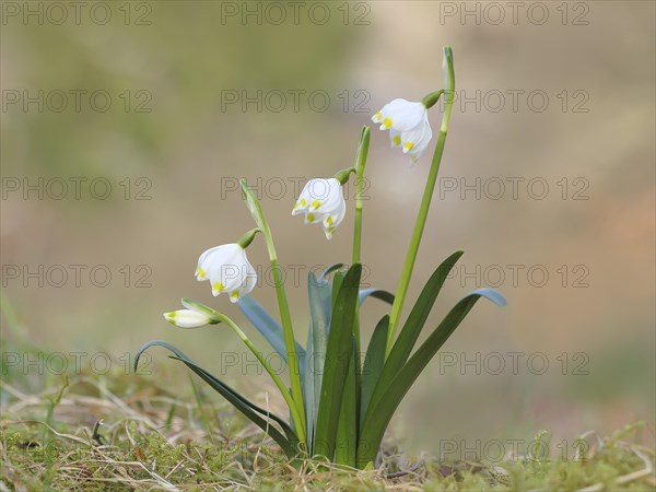 Spring snowdrop (Leucojum vernum), March snowdrop, March bell, large snowdrop. Amaryllis family