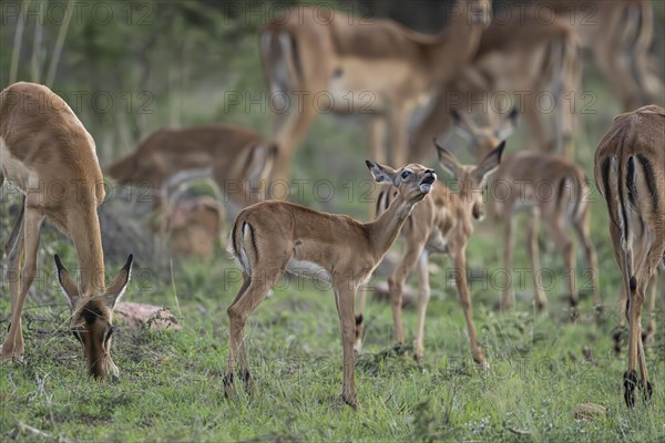 Black Heeler Antelope or Impala (Aepyceros melampus) herd with young, nursery, Madikwe Game