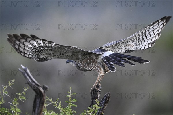 Silver Singing Goshawk, also known as pale chanting goshawk (Melierax canorus) juvenile, Madikwe