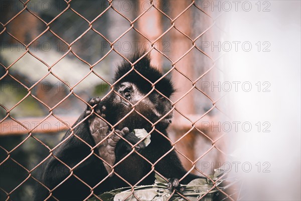 Black Crested Gibbon or Nomascus concolor rescued from poachers and rehabilitated at Cuc Phoung