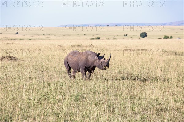 Black rhinoceros (Diceros bicornis) in a grass savanna landscape view, Maasai Mara, Kenya, Africa
