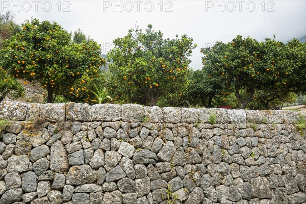 Citrus plantation and old stone wall, Fornalutx, Serra de Tramuntana, Majorca, Balearic Islands,