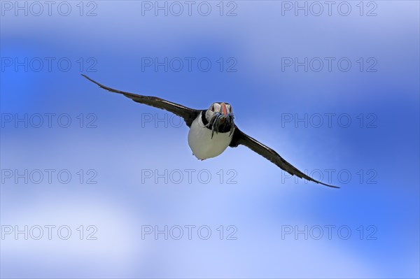 Puffin (Fratercula arctica), adult, flying, with sand eels, with food, Faroe Islands, England,