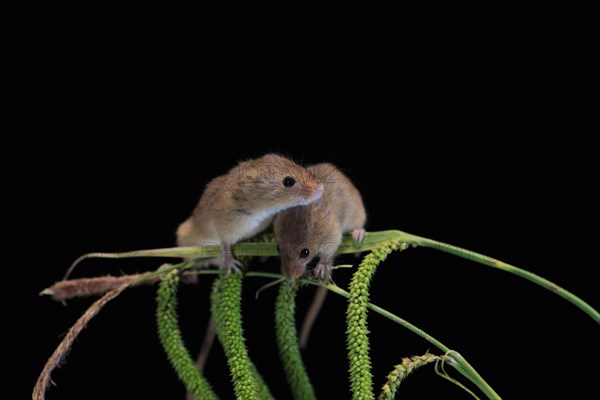 Eurasian harvest mouse (Micromys minutus), adult, two, pair, on plant stalks, spikes, foraging, at