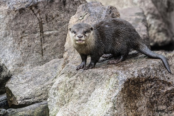 Dwarf otter, Asian oriental small-clawed otter (Aonyx cinerea), Heidelberg Zoo, Baden-Wuerttemberg,