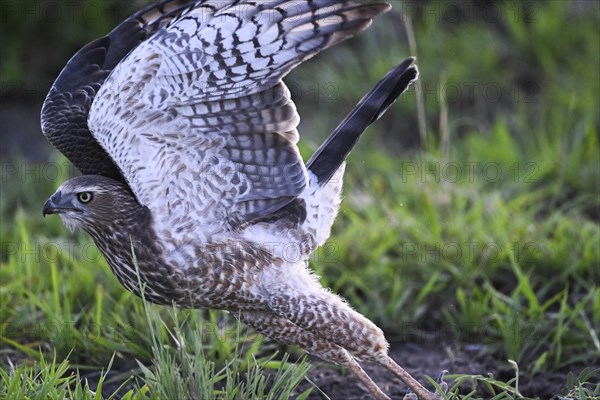 Silver Singing Goshawk, also known as pale chanting goshawk (Melierax canorus) juvenile, Madikwe