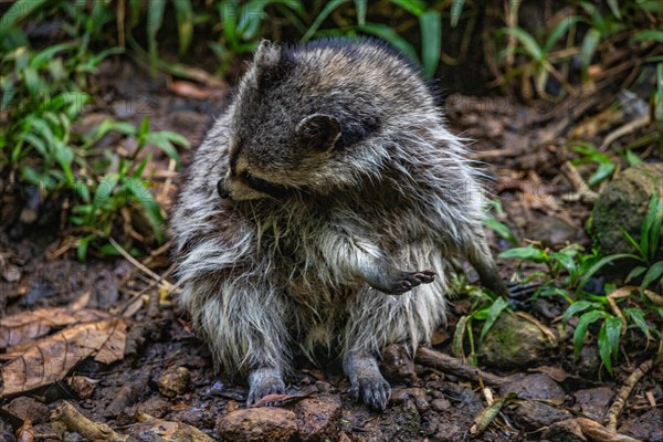 Raccoon in natural environment, close-up, portrait of the animal on Guadeloupe au Parc des