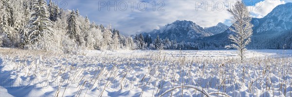 Schwansee in winter, behind it Neuschwanstein Castle and the Tegelberg, 1720m, near Hohenschwangau,