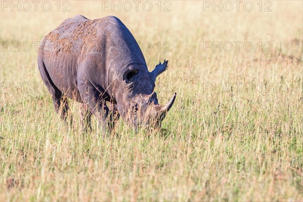 Black rhinoceros (Diceros bicornis) grazing grass on the savanna, Maasai Mara National Reserve,