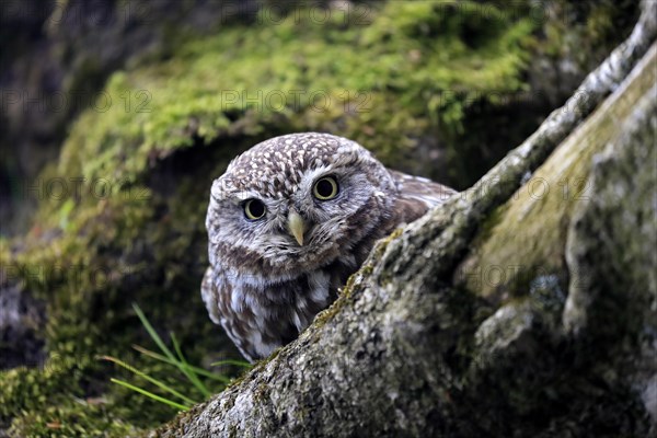 Little owl (Athene noctua), (Tyto alba), adult, on tree trunk, alert, portrait, Lowick,