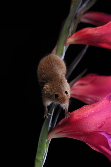 Eurasian harvest mouse (Micromys minutus), adult, on plant stem, flowering, foraging, at night,