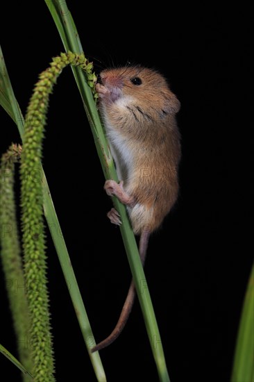 Eurasian harvest mouse (Micromys minutus), adult, on plant stalks, ears of corn, foraging, at