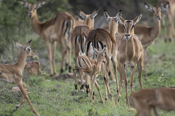 Black Heeler Antelope or Impala (Aepyceros melampus) herd with young, nursery, Madikwe Game