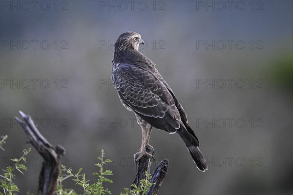 Silver Singing Goshawk, also known as pale chanting goshawk (Melierax canorus) juvenile, Madikwe