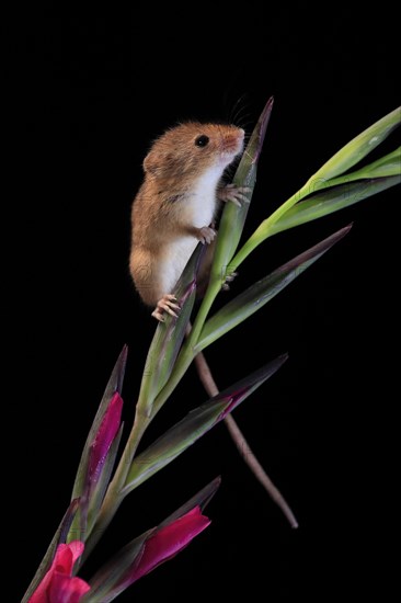 Eurasian harvest mouse (Micromys minutus), adult, on plant stem, flowering, foraging, at night,