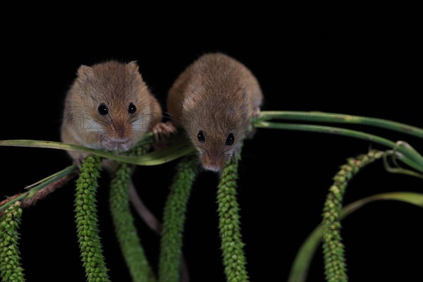 Eurasian harvest mouse (Micromys minutus), adult, two, pair, on plant stalks, spikes, foraging, at