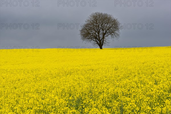 Old English oak (Quercus robur), on the Hoedinger Berg, Hoedingen, Lake Constance district, Upper