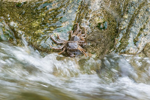 Two chinese mitten crab (Eriocheir sinensis), invasive species, neozoon, crabs, young animals cling