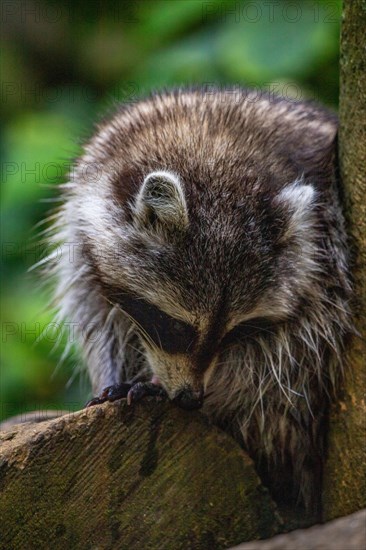 Raccoon in natural environment, close-up, portrait of the animal on Guadeloupe au Parc des