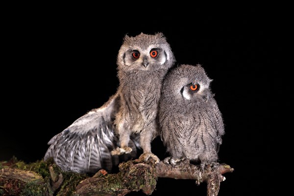 Southern white-faced owl (Ptilopsis granti), juvenile, two juveniles, siblings, at night, on guard,
