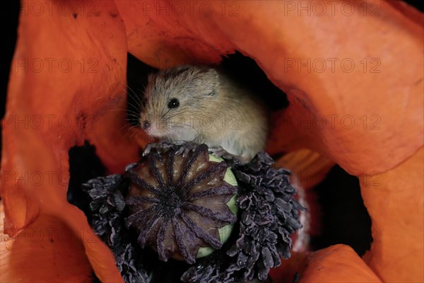 Common harvest mouse, (Micromys minutus), adult, on corn poppy, flower, foraging, at night,