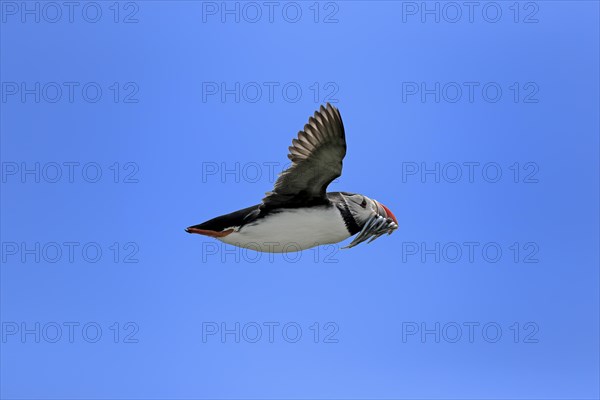 Puffin (Fratercula arctica), adult, flying, with sand eels, with food, Faroe Islands, England,