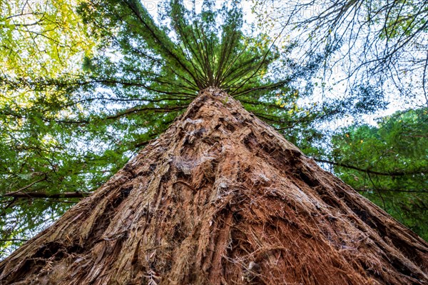 View from the ground up a massive tree trunk into the treetop towards the sky, sequoia,