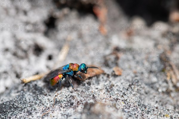 Sand gold wasp (Hedychrum nobile), sitting on sandy soil, Neustaedter Moor nature reserve,