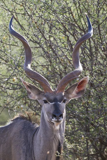Kudu (Tragelaphus strepsiceros), Madikwe Game Reserve, North West Province, South Africa, RSA,