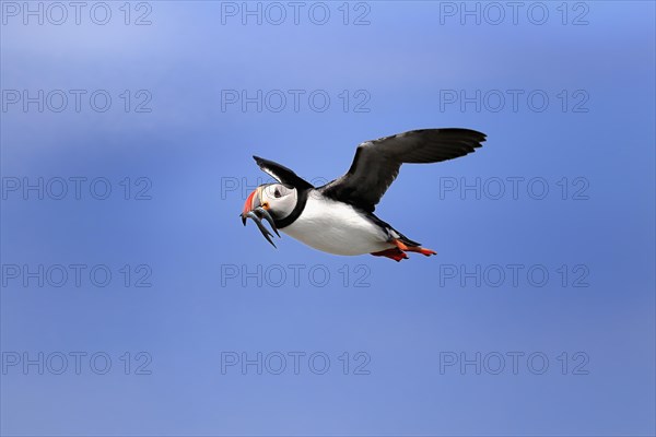 Puffin (Fratercula arctica), adult, flying, with sand eels, with food, Faroe Islands, England,