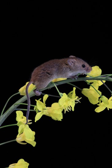 Eurasian harvest mouse (Micromys minutus), adult, on plant stem, flowering, foraging, at night,